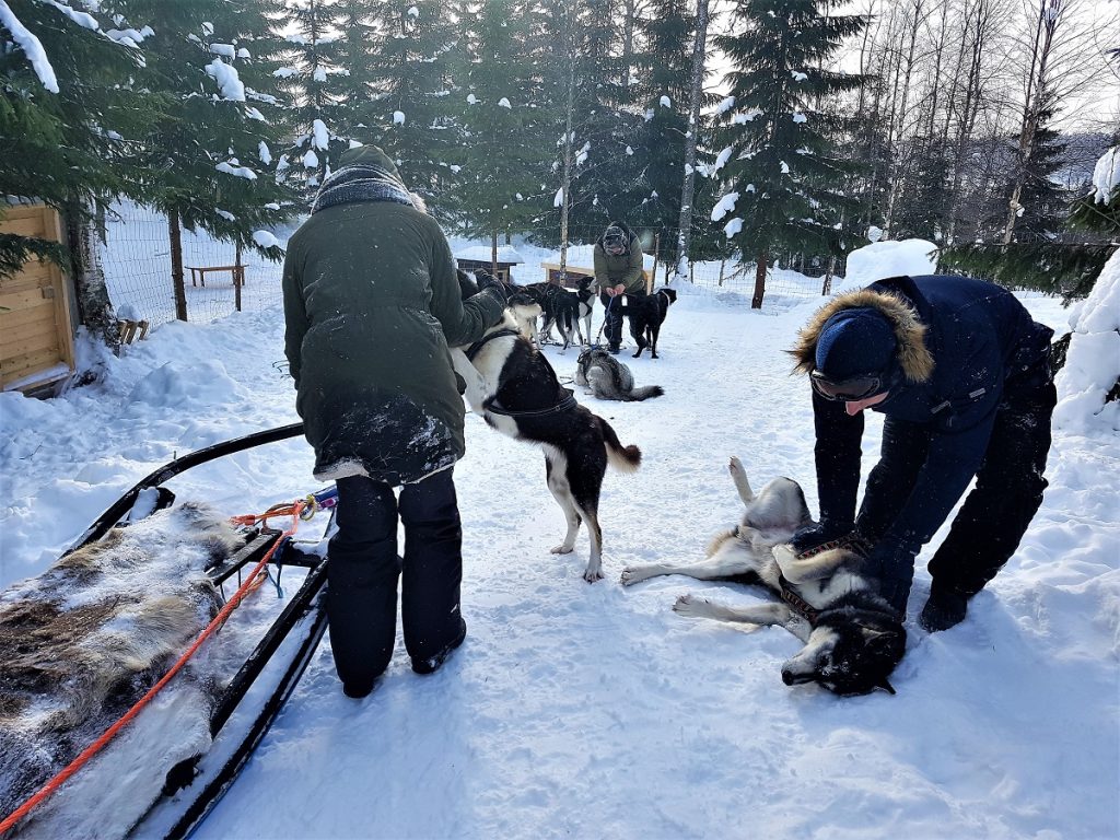 huskysafari