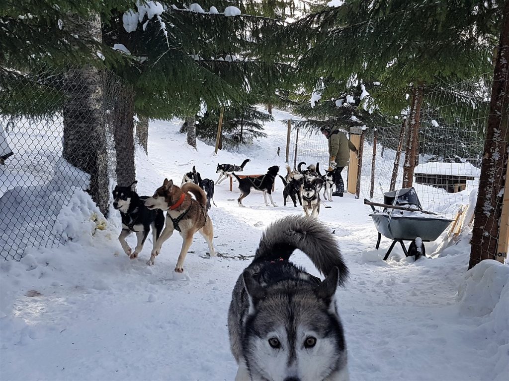hondenslee