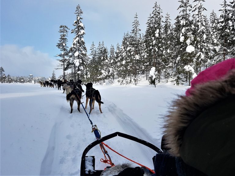 huskysafari
